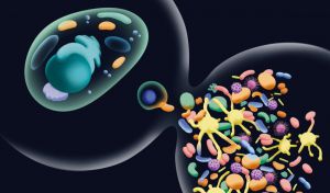 El origen de las células complejas fue más largo y gradual de lo que se creía