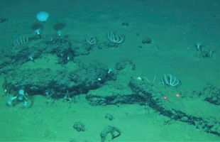 Descubren en el Índico el cementerio de ballenas más antiguo y grande conocido