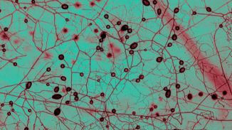 Cartografían por primera vez la gigantesca red de hongos subterráneos del planeta