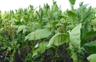 Crean plantas que brillan y cambian de color cuando se infectan con algún virus
 