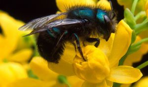 Podría haber 20 millones de especies de insectos, tres veces más de lo que se creía