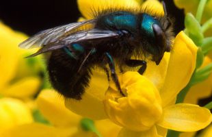Podría haber 20 millones de especies de insectos, tres veces más de lo que se creía