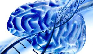 Un estudio descubre cómo las proteínas regulan la barrera que protege el cerebro
 