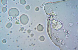 Crean la primera célula sintética del mundo con un ciclo de vida completo