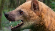 Descubren una nueva especie de 'perro oso' que habitó en España hace 15,9 millones de años