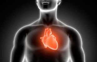 Identifican una nueva estrategia para prevenir las arritmias cardiovasculares