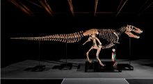 Se vende por 50 millones uno de los T. Rex más grandes jamás descubiertos
 