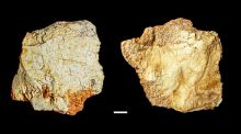 Hallado en Ruidera (Ciudad Real) un fósil craneal de Homo de 200.000 años