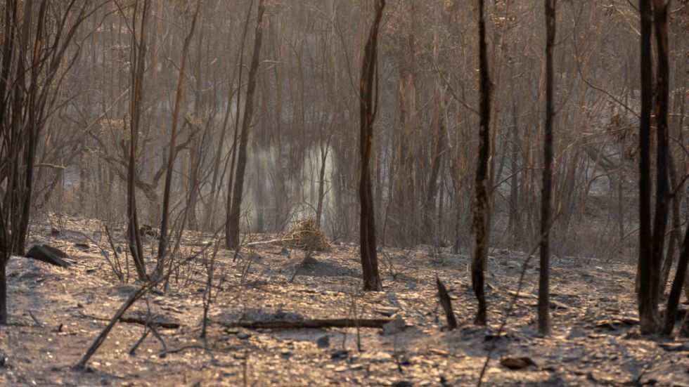 El incendio de Niebla sigue fuera de control: 20.000 hectáreas quemadas