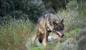El lobo ibérico afronta su Día Internacional bajo cambios legales y disputa institucional