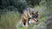 El lobo ibérico afronta su Día Internacional bajo cambios legales y disputa institucional