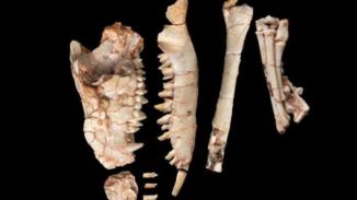 Un nuevo fósil desmiente una teoría científica de hace más de 200 años