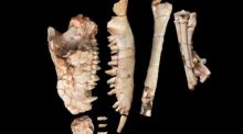 Un nuevo fósil desmiente una teoría científica de hace más de 200 años