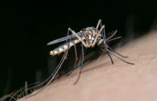 Un hombre de 88 años, segundo fallecido en Extremadura por el virus del Nilo
 