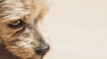 Algunos perros distinguen el miedo y la tristeza en las personas