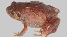 Descubren siete nuevas especies de ranas en Madagascar