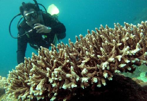 Un estudiante de la universidad Philippines-Subaquatica bucea entre arrecifes en Mindoro Oriental, al sur de Manila (Filipinas).