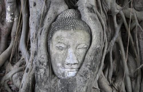 Cabeza de Buda en un Bodhi