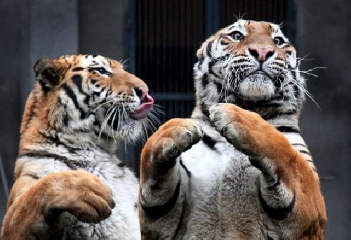 Los tigres tambin saludan