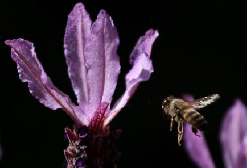 Macrofotografa de una abeja africana.