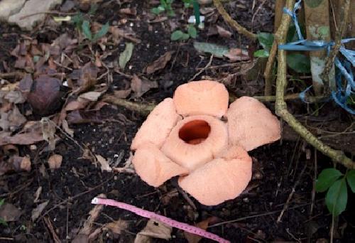 Flor Rafflesia Patma