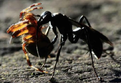Una avispa, cazada por una hormiga