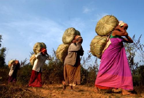 Transporte del arroz en India