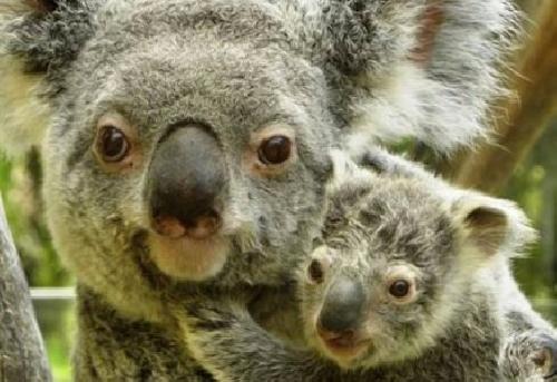 La primera cra de koala nacida en Espaa