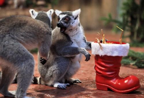 Regalos navideos para los lemures