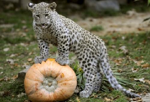 Halloween hasta para los leopardos