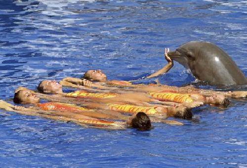 Delfines y nadadoras, en el espectaculo del Oceanogrfico de Valencia