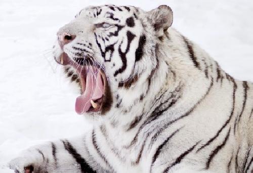 Un tigre de las nieves