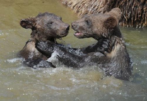 Dos osos pequeos chapotean en el agua 