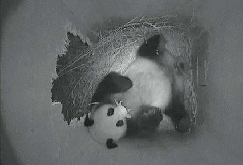 Una mam panda sostiene en la boca a la recin nacida cra