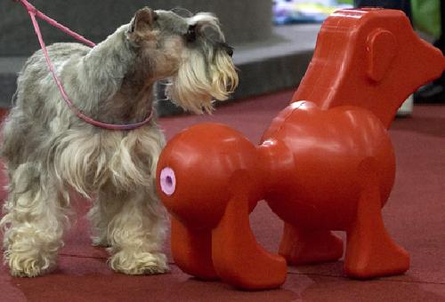 Juguetes sexuales para canes en la Feria Internacional de Productos y servicios para mascota y veterinaria