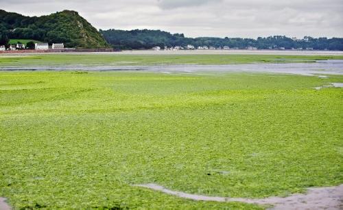 Las algas invaden playas francesas