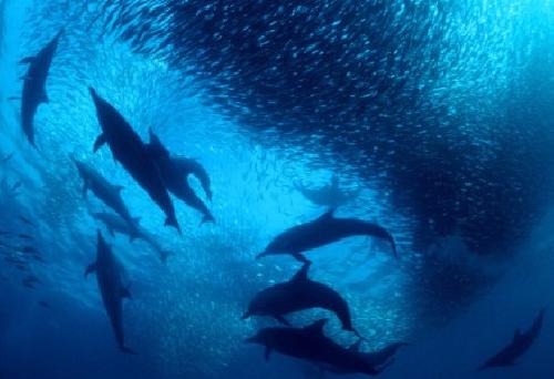 Delfines atacan un banco de peces.
