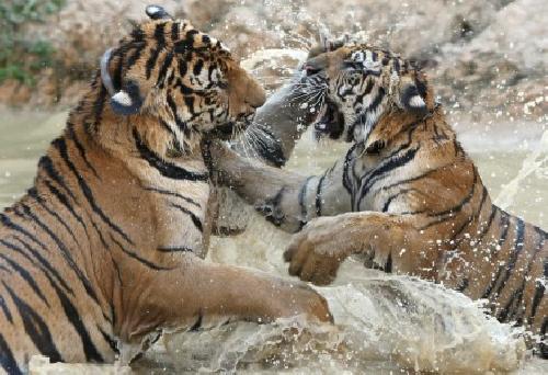 Tigres de Bengala jugando 