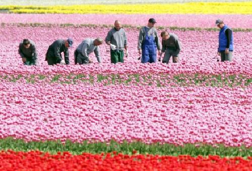 Temporeros del tulipn en Alemania