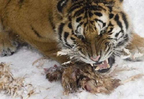 El manjar del tigre siberiano