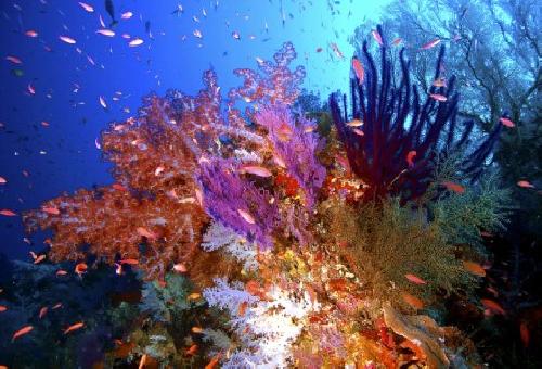 El Parque natural de arrecifes de Tubbataha es uno de los lugares que han sido inscritos en la Lista de Patrimonio Mundial como nuevos sitios naturales de "valor universal excepcional". Efe
